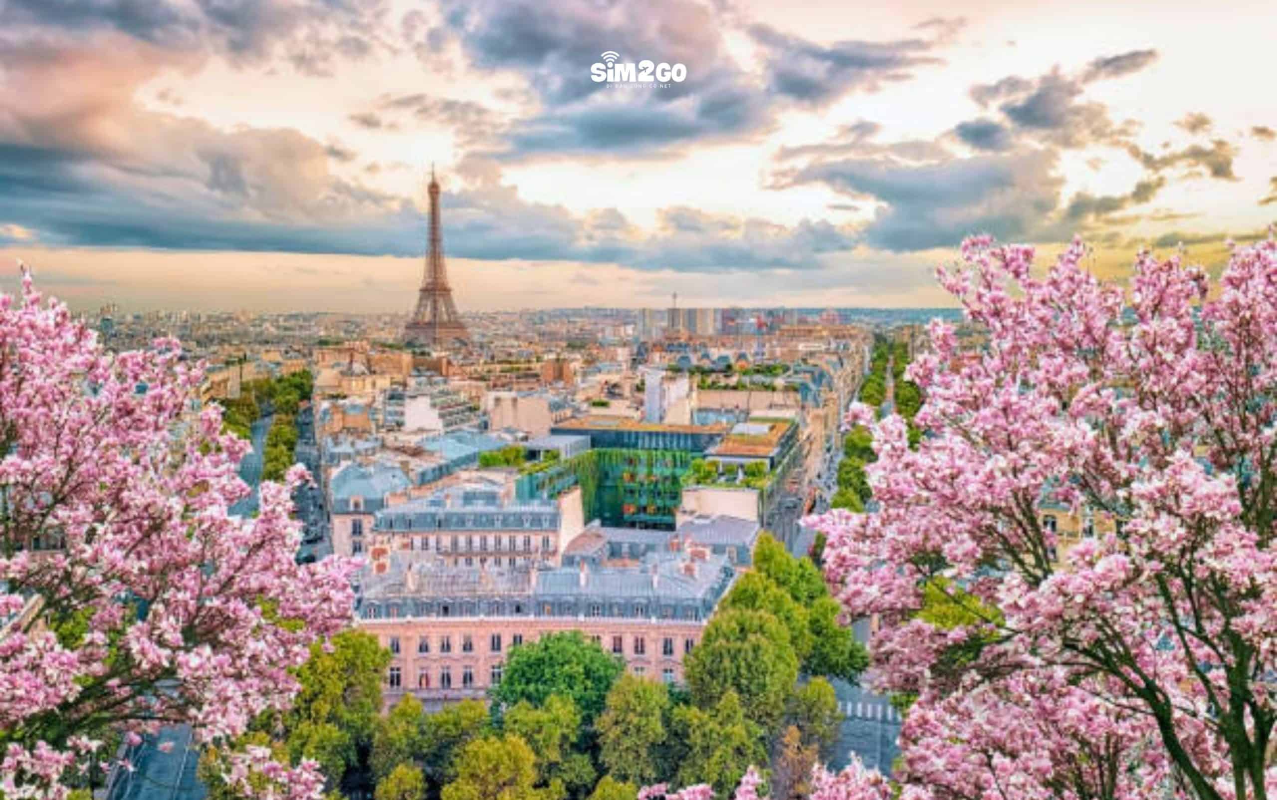 paris-nhe-nhang-chim-trong-sac-hong-mua-xuan